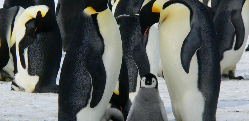 penguin-update-4