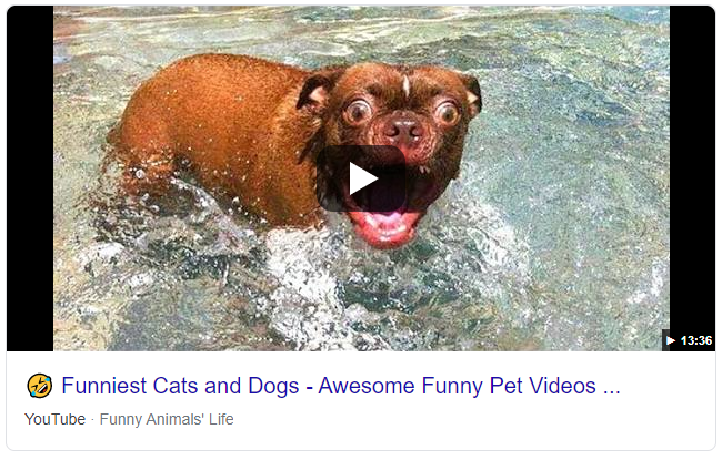 Screenshot eines Featured Snippets im Video Format: Hier ein YouTube Video über lustige Katzen und Hunde